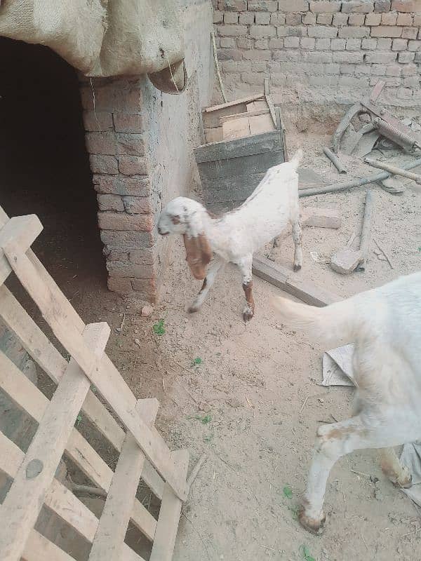 desi female goat baby age 2 month . pathy khati hy 5