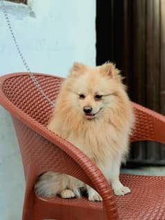 pomerian male stud available