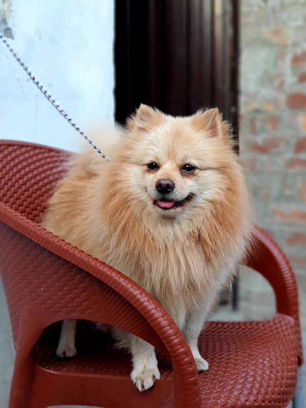 pomerian male stud available 1