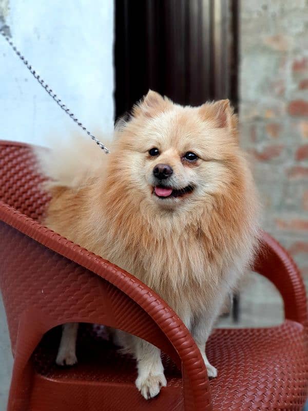 pomerian male stud available 2