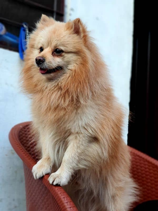 pomerian male stud available 3