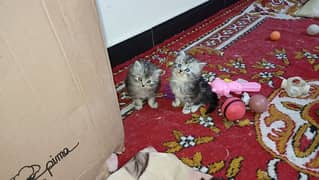 for sale 3 cats