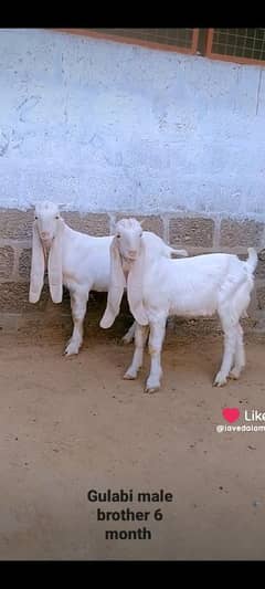 GULABI BAKRA