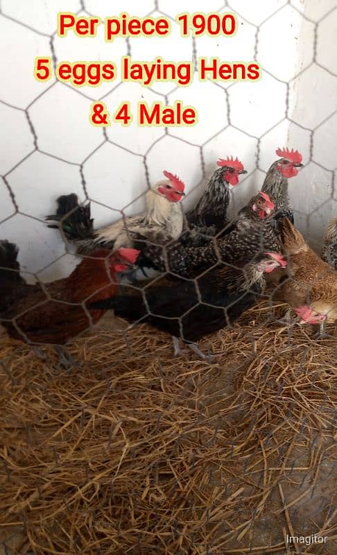 Healthy Egg-Laying Hens and roosters murghi 0