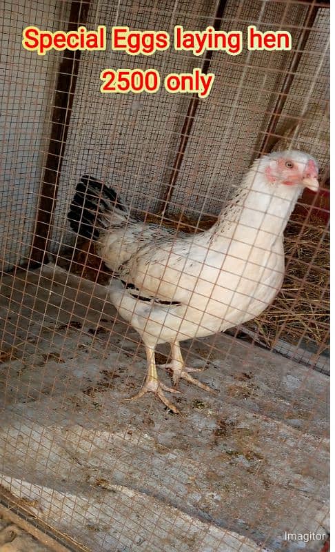 Healthy Egg-Laying Hens and roosters murghi 1