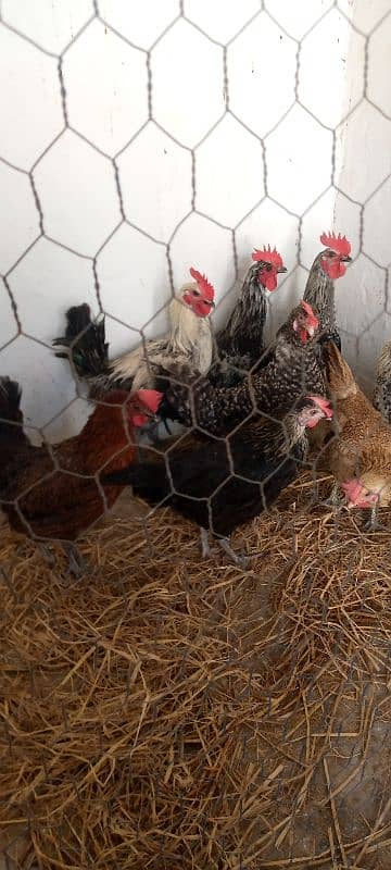 Healthy Egg-Laying Hens and roosters murghi 2