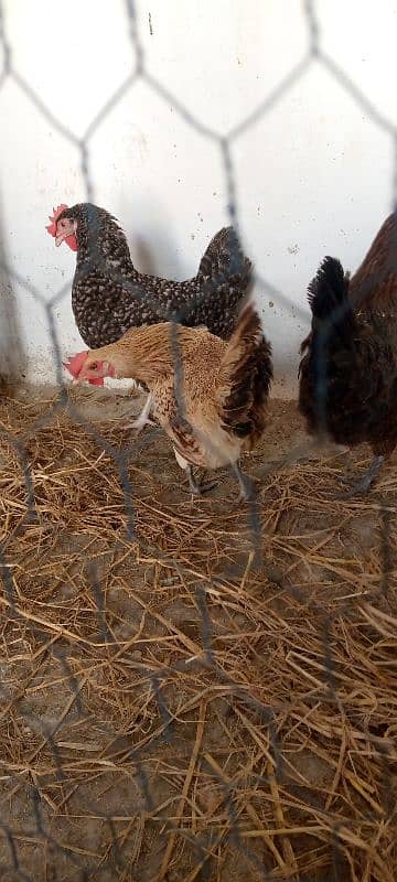 Healthy Egg-Laying Hens and roosters murghi 3