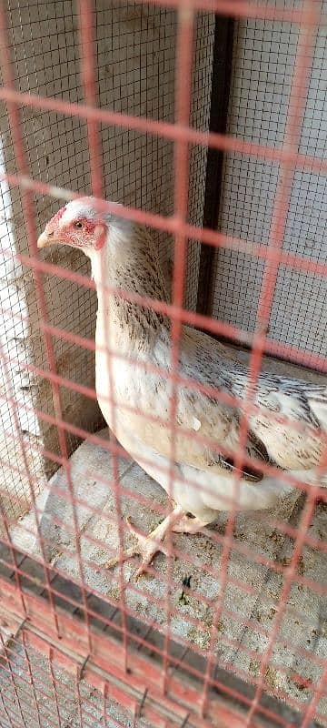 Healthy Egg-Laying Hens and roosters murghi 4