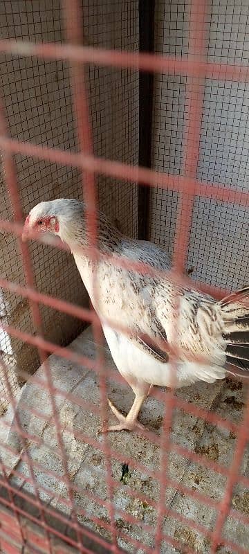 Healthy Egg-Laying Hens and roosters murghi 5