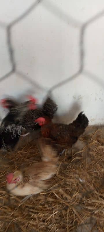 Healthy Egg-Laying Hens and roosters murghi 7