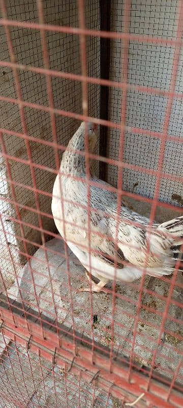 Healthy Egg-Laying Hens and roosters murghi 8