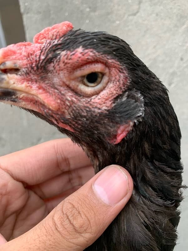 pure imported Thai Aseel only  chicks available 030848614O7 WhatsApp 4