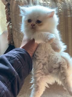 persian kittens