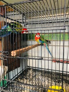 Rosella breeder pair