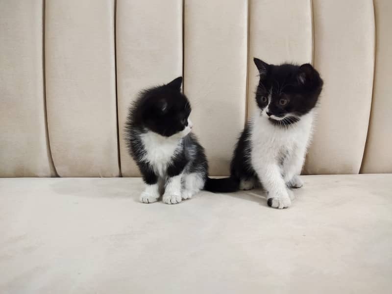 Beautiful pair of black white double coated Persian kittens cat 0