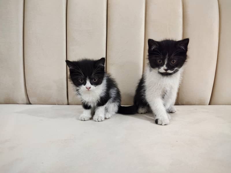 Beautiful pair of black white double coated Persian kittens cat 1