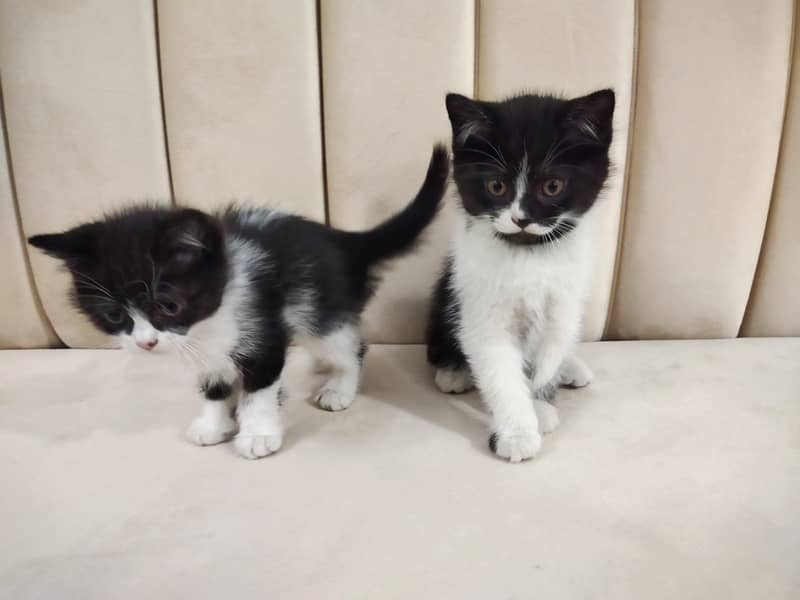 Beautiful pair of black white double coated Persian kittens cat 2