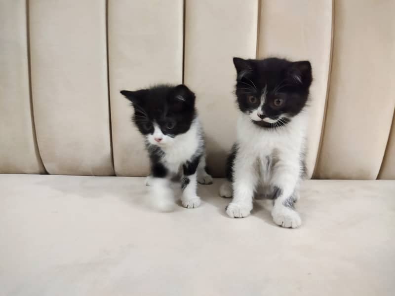 Beautiful pair of black white double coated Persian kittens cat 3