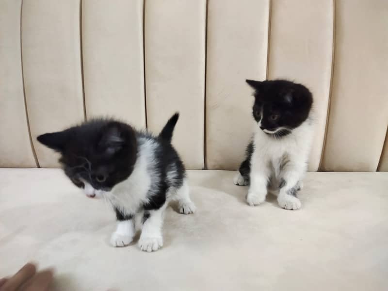 Beautiful pair of black white double coated Persian kittens cat 4