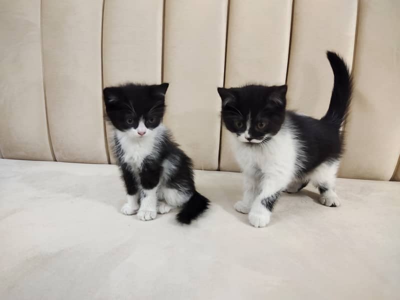 Beautiful pair of black white double coated Persian kittens cat 5