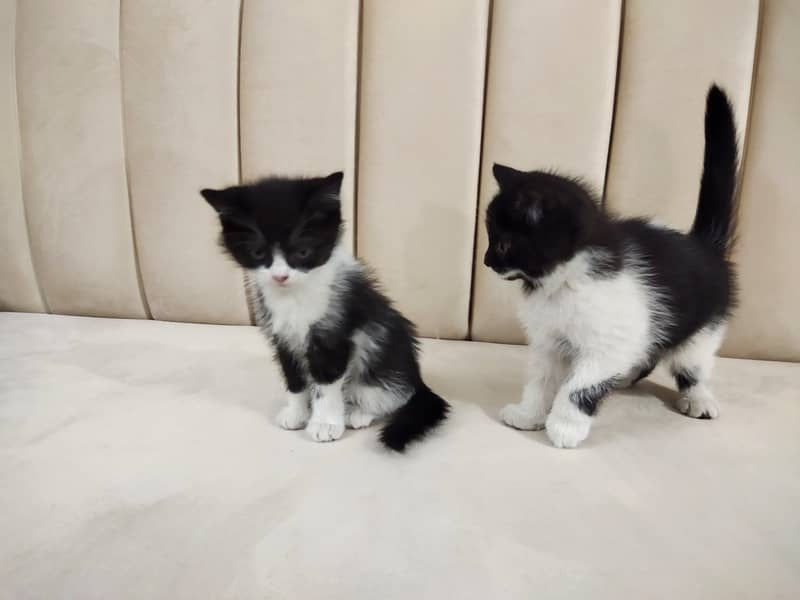 Beautiful pair of black white double coated Persian kittens cat 6