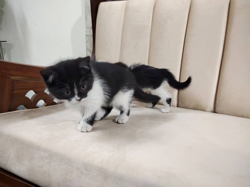 Beautiful pair of black white double coated Persian kittens cat 7