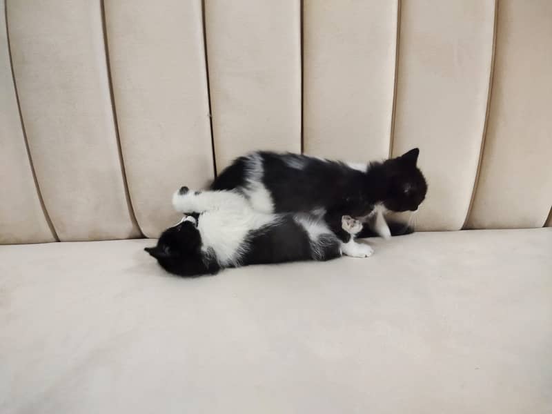 Beautiful pair of black white double coated Persian kittens cat 8