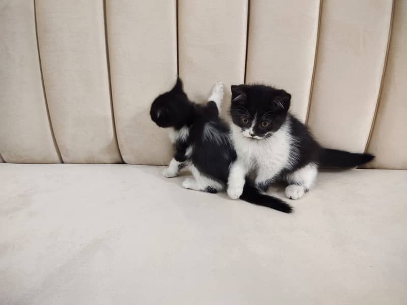 Beautiful pair of black white double coated Persian kittens cat 9