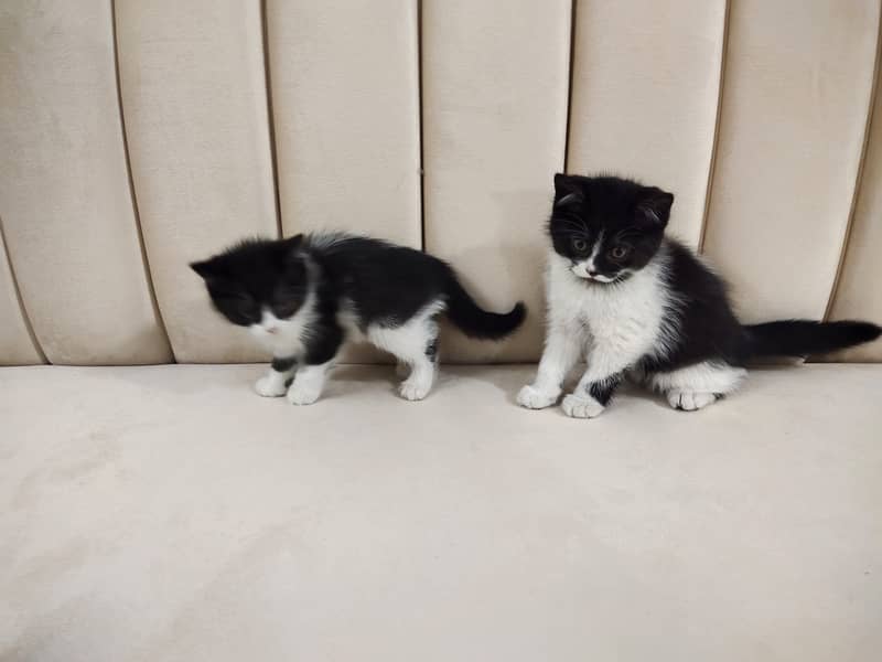 Beautiful pair of black white double coated Persian kittens cat 10