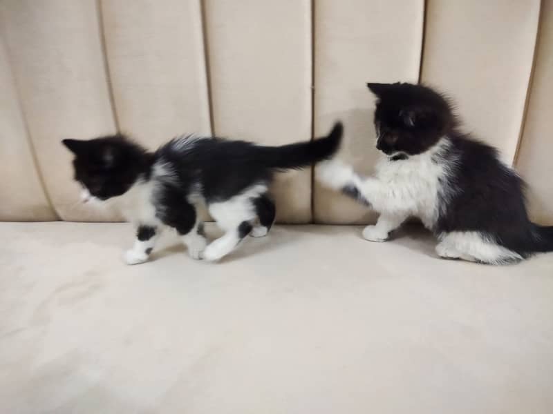 Beautiful pair of black white double coated Persian kittens cat 11