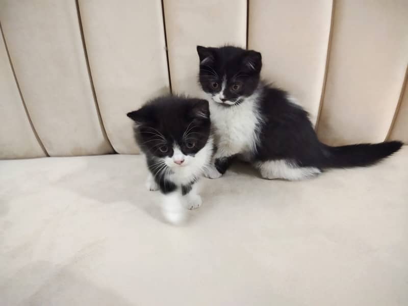 Beautiful pair of black white double coated Persian kittens cat 12