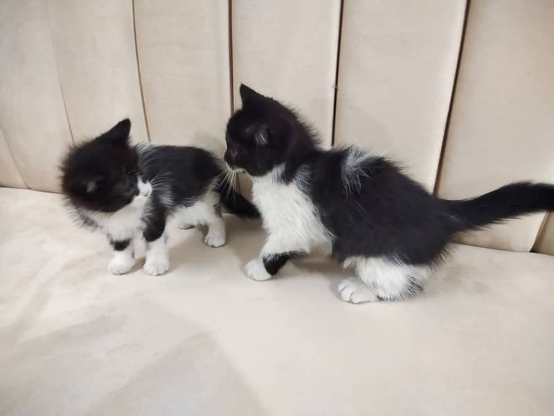 Beautiful pair of black white double coated Persian kittens cat 13