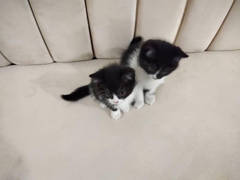 Beautiful pair of black white double coated Persian kittens cat 14