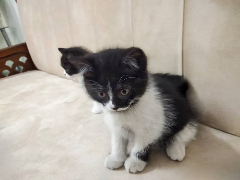 Beautiful pair of black white double coated Persian kittens cat 15