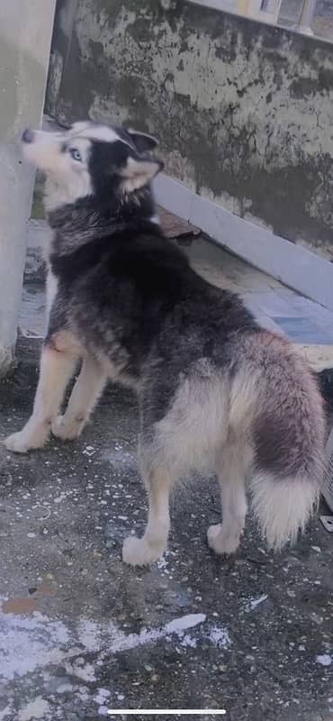 siberian huskey age 13 mounth od eyes full frndly dog 3