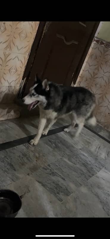 siberian huskey age 13 mounth od eyes full frndly dog 4