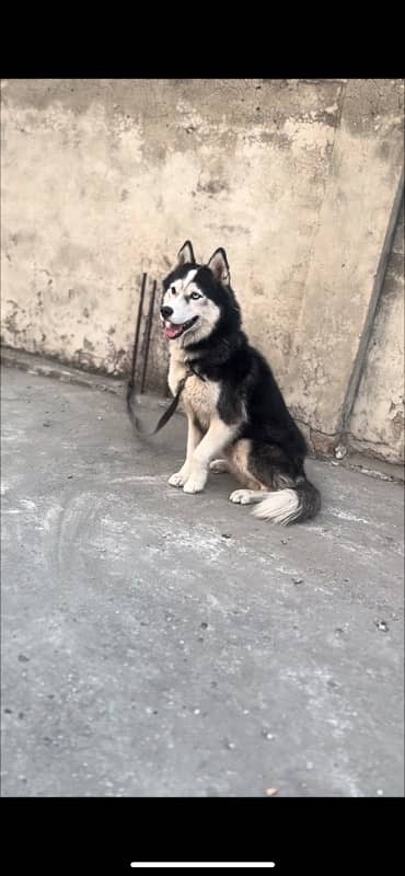 siberian huskey age 13 mounth od eyes full frndly dog 5