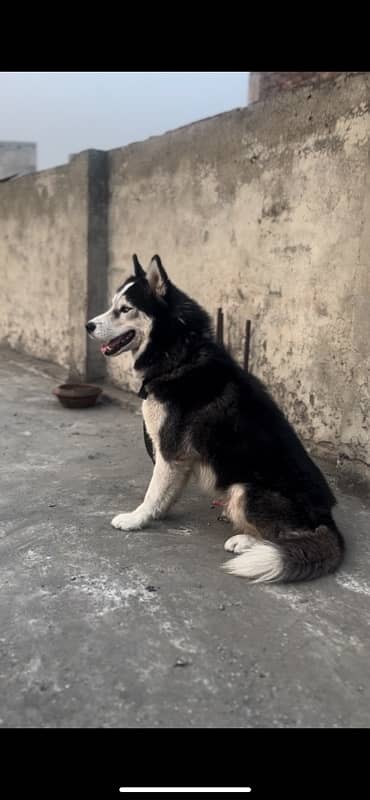 siberian huskey age 13 mounth od eyes full frndly dog 6