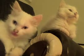 Triple Coat Persian Kitten Pair White Color