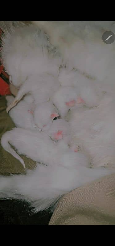 triple cod kittens for sale 1 kitten price 10k 1