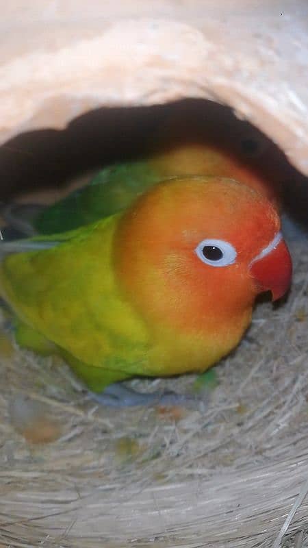 Love  Birds 5 bredar pair 03059261328 2