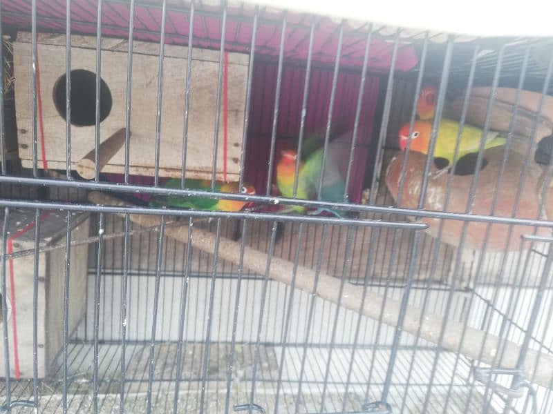 Love  Birds 5 bredar pair 03059261328 8