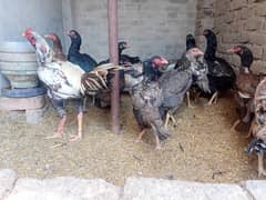 Aseel for Sale - Pure Breeds, Egg Layers