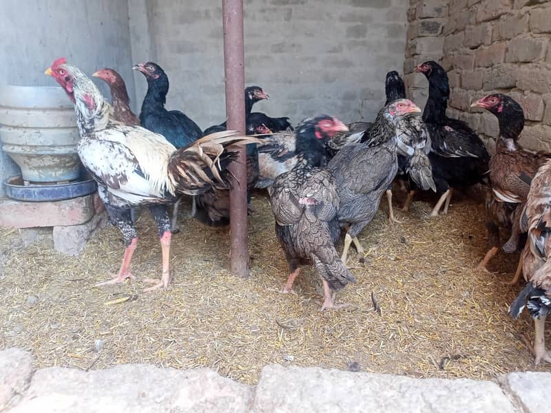 Aseel and Golden Misri murgi for Sale - Pure Breeds, Egg Layers 3