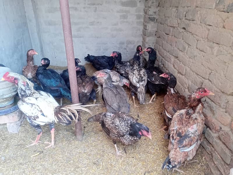 Aseel and Golden Misri murgi for Sale - Pure Breeds, Egg Layers 4