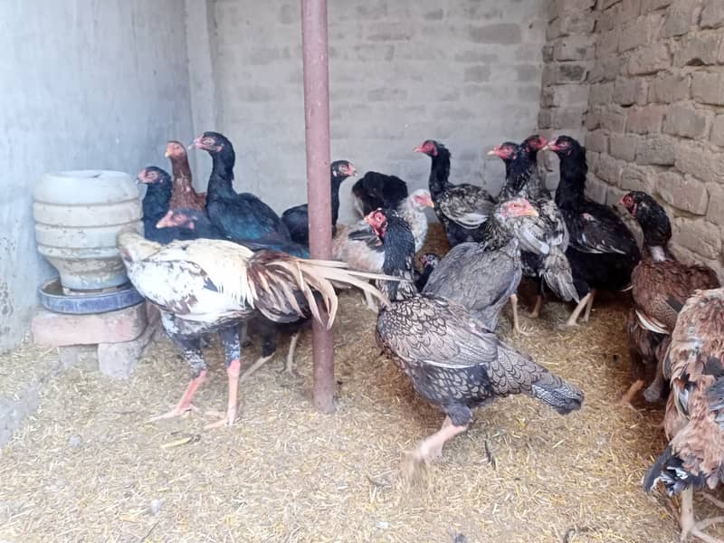 Aseel and Golden Misri murgi for Sale - Pure Breeds, Egg Layers 5