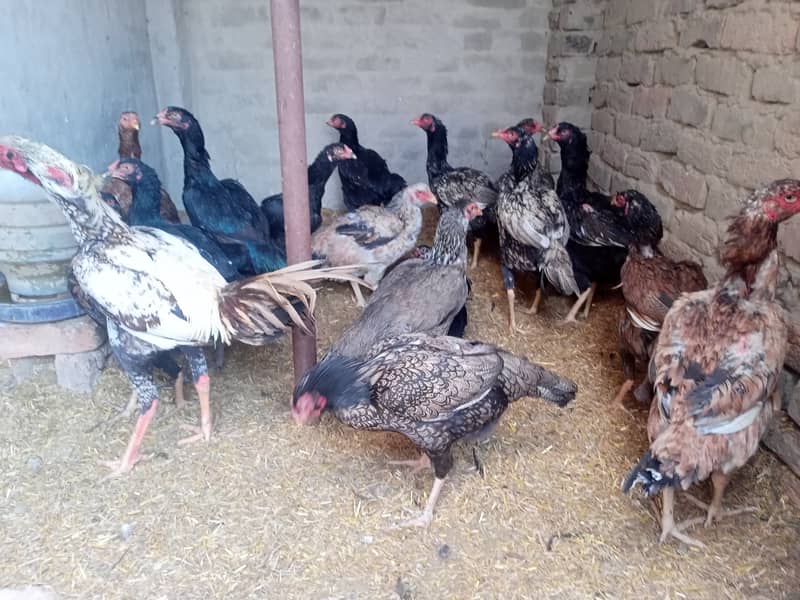 Aseel and Golden Misri murgi for Sale - Pure Breeds, Egg Layers 6