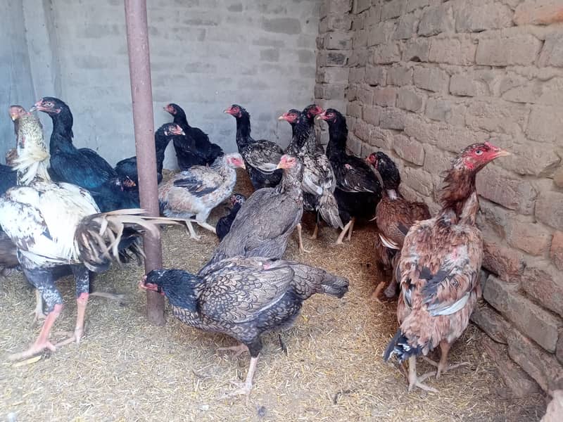 Aseel and Golden Misri murgi for Sale - Pure Breeds, Egg Layers 7