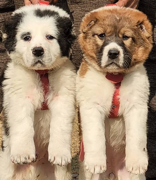 alabai pair security dogs 2 months for sale contact number 03009005634 0