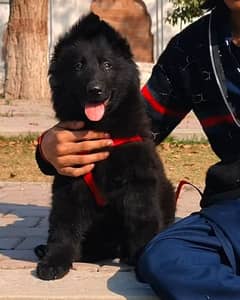 German shepherd male puppy available for sale